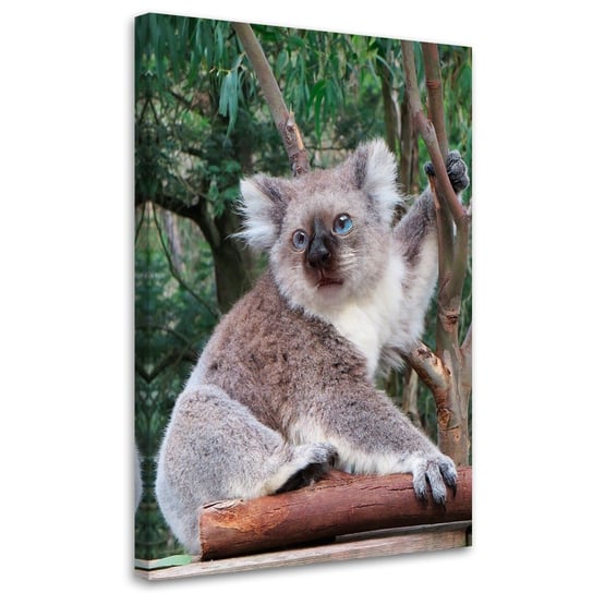 Feeby Obraz na płótnie, FEEBY Koala Kot Zwierzę - Galina Bugaevskaya 40x60 Feeby