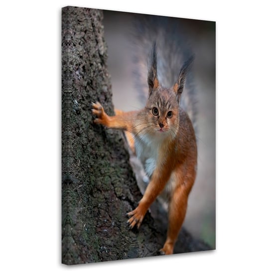 Feeby Obraz na płótnie, FEEBY Kot Wiewiórka Las Zwierzę - Galina Bugaevskaya 40x60 Feeby