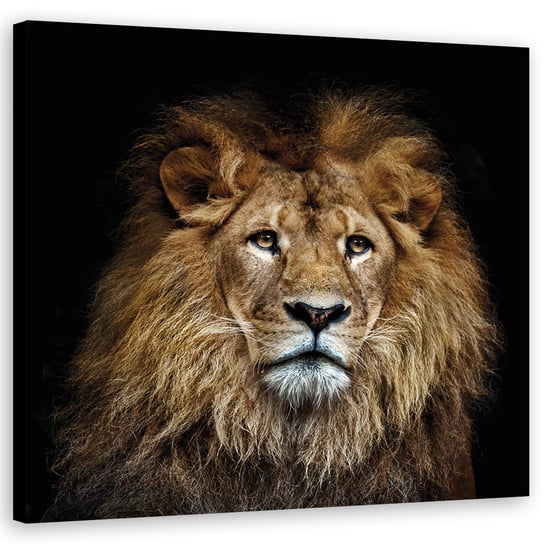 Feeby Obraz na płótnie, FEEBY Majestatyczny lew 40x40 Feeby