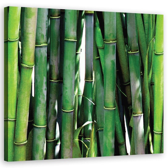 Feeby Obraz na płótnie, FEEBY Zielone bambusy 50x50 Feeby