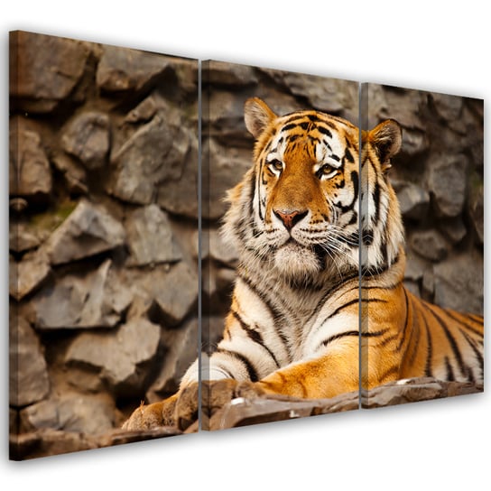 Feeby Obraz trzyczęściowy na płótnie, FEEBY Afryka Tygrys Zwierzęta 150x100 Feeby