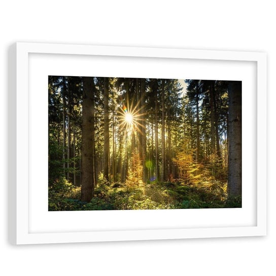 Feeby, Obraz w ramie białej, Słońce w lesie, 90x60 cm Feeby