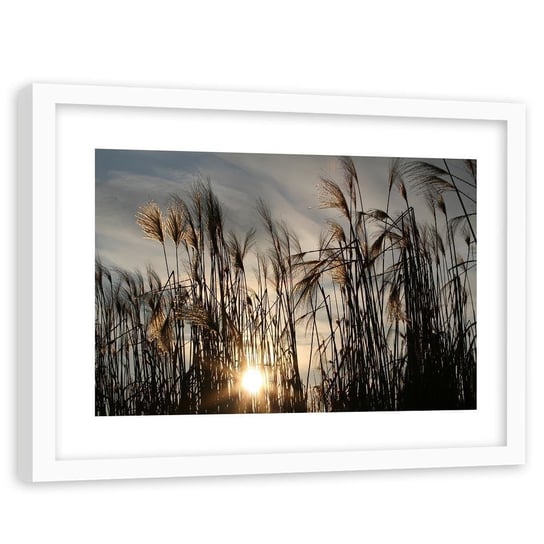 Feeby, Obraz w ramie białej, Słońce wśród traw, 120x80 cm Feeby