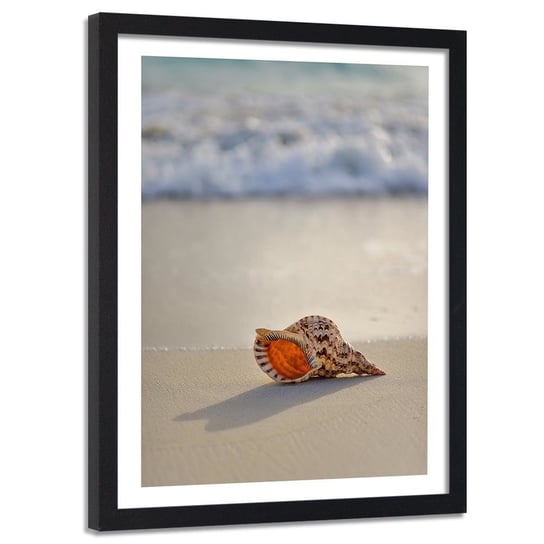 Feeby, Obraz w ramie czarnej, Muszelka na plaży, 60x90 cm Feeby