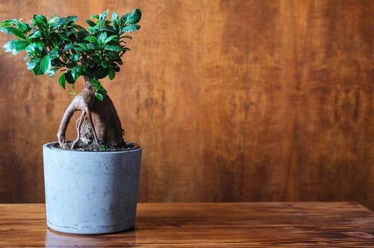 Ficus  Ginseng fikus microcarpa  bonsai ~27 cm P9 DIXIE STORE