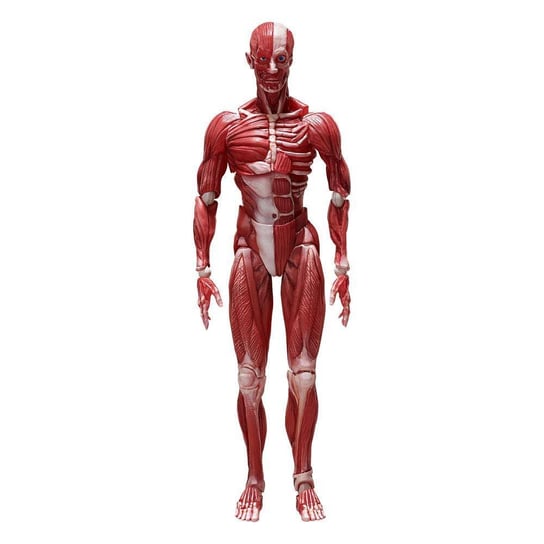 Figurka Original Character Figma - Human Anatomical Model Inna marka