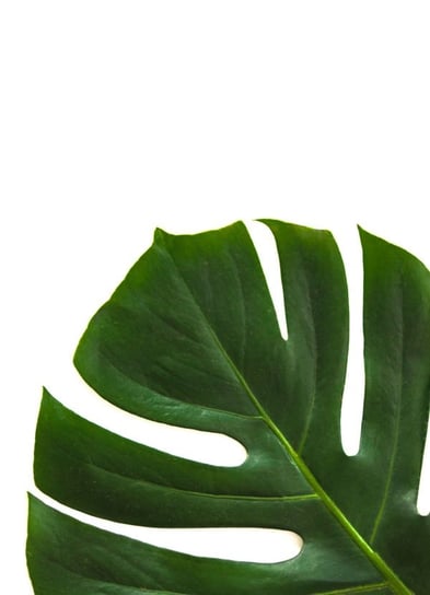 Filodendron - plakat 59,4x84,1 cm Galeria Plakatu