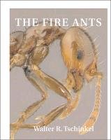 Fire Ants Tschinkel Walter R.