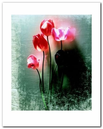 Five Tulips plakat obraz 40x50cm Wizard+Genius