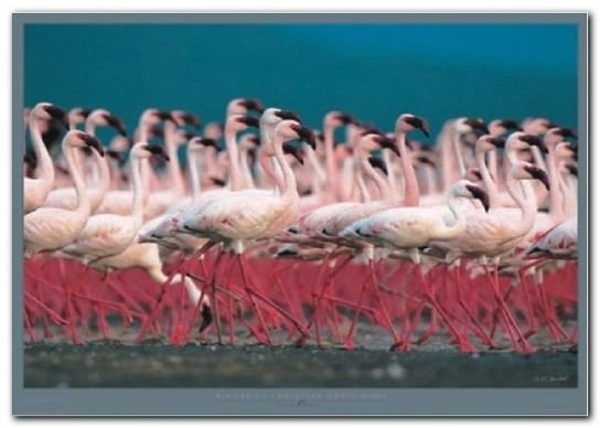 Flamingi plakat obraz 70x50cm Wizard+Genius