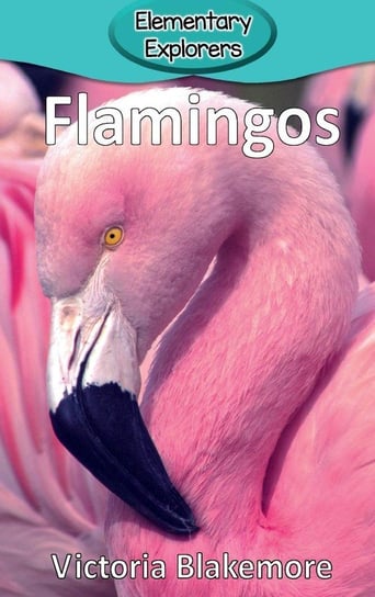 Flamingos Blakemore Victoria
