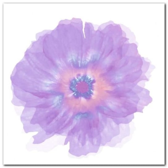Fleur Violette plakat obraz 30x30cm Wizard+Genius