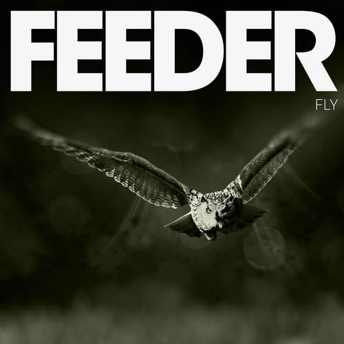 Fly Feeder