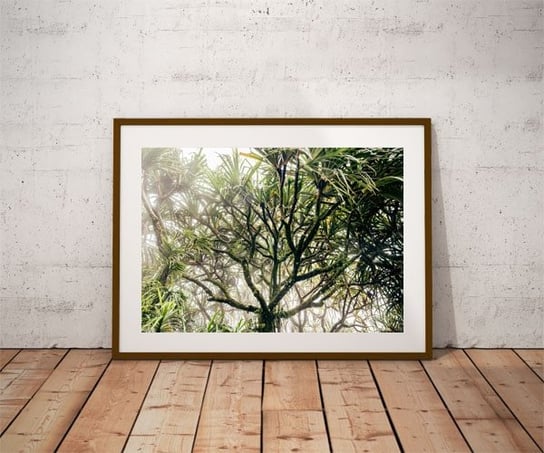 Foggy tree - plakat premium 100x70 cm Galeria Plakatu