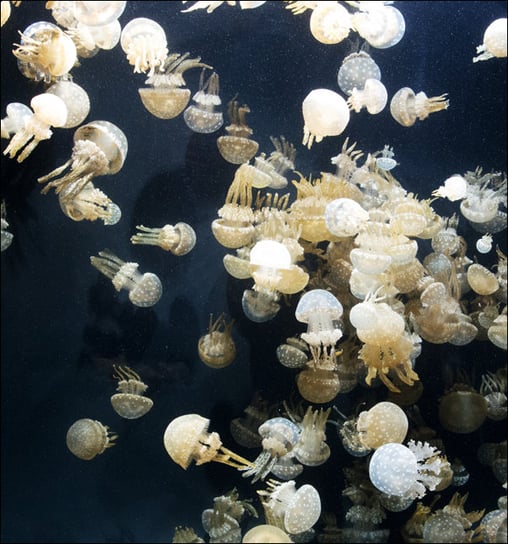 For displaying jellyfish, The Monterey Bay Aquarium uses a Kreisel tank, which creates a circular flow to support and suspend the jellies., Carol Highsmith - plakat 30x30 cm Galeria Plakatu