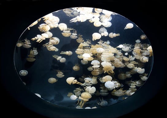For displaying jellyfish, The Monterey Bay Aquarium uses a Kreisel tank, which creates a circular flow to support and suspend the jellies., Carol Highsmith - plakat 59,4x42 cm Galeria Plakatu