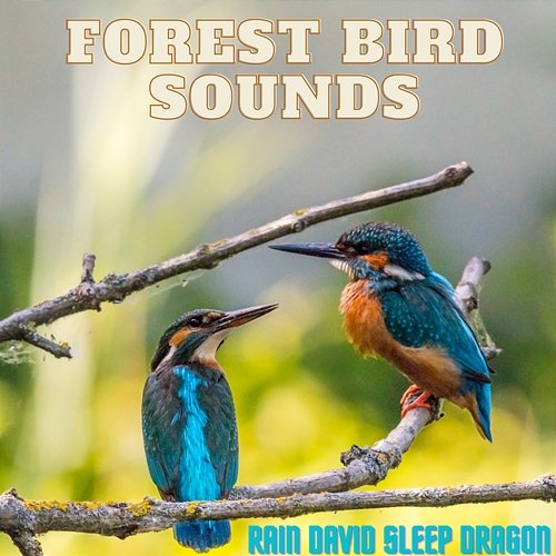 Forest Bird Sounds Rain David Sleep Dragon