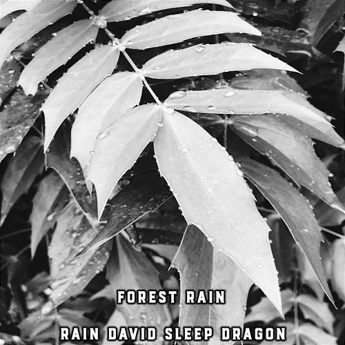 Forest Rain Rain David Sleep Dragon
