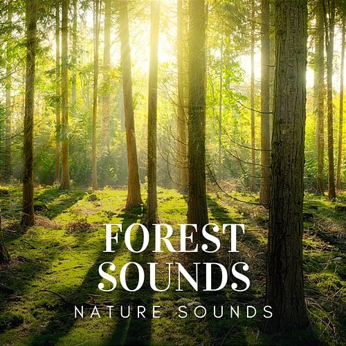 Forest Sounds Nature Sounds