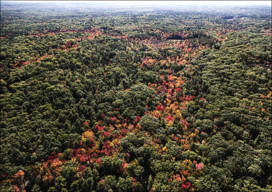 Forests near Ogunquit, Maine., Carol Highsmith - plakat 100x70 cm Galeria Plakatu