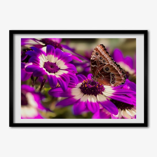 Foto grafika w ramce TULUP Motyl na kwiatku 70x50 cm Tulup