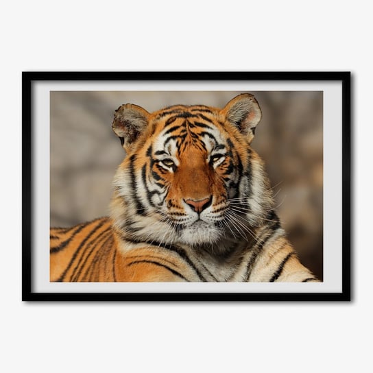 Foto grafika w ramce TULUP Tygrys bengalski 70x50 cm Tulup