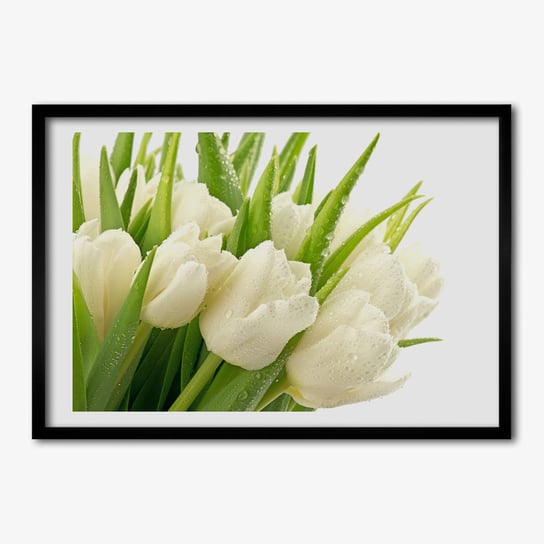 Foto ramka obraz na ścianę TULUP Białe tulipany 70x50 cm Tulup