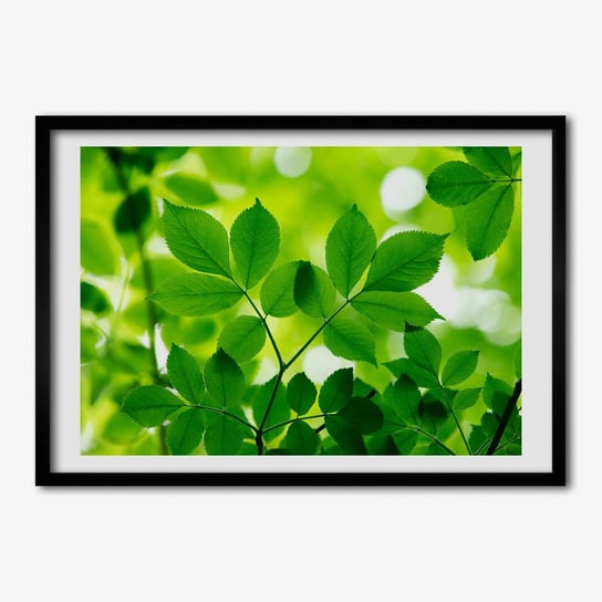 Foto ramka obraz na ścianę TULUP Zielone liście 70x50 cm Tulup