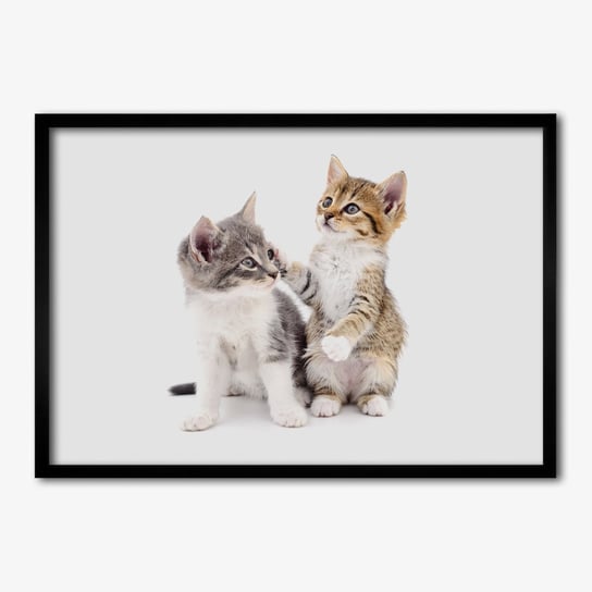 Fotoobraz na ścianę do salonu TULUP Dwa małe koty 70x50 cm Tulup