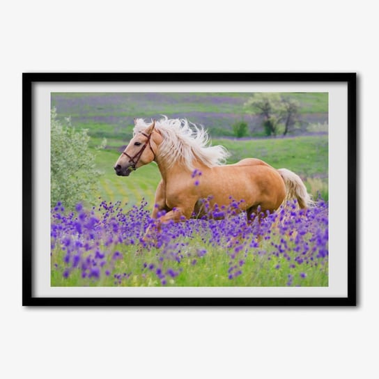 FotoObraz z ramką TULUP Koń na polu lawendy 70x50 cm Tulup