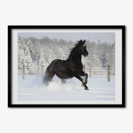 FotoObraz z ramką TULUP Koń w galopie śnieg 70x50 cm Tulup