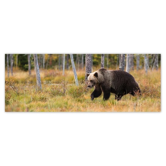 Fototapeta 250x93 Niedźwiedź w lesie ZeSmakiem