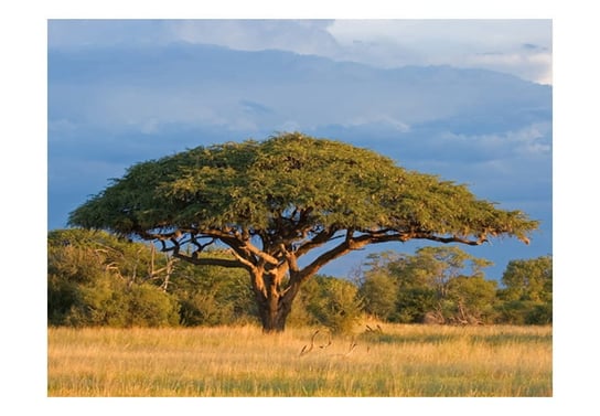 Fototapeta, Afrykańska akacja, Park Narodowy Hwange, Zimbabwe, 400X309 DecoNest