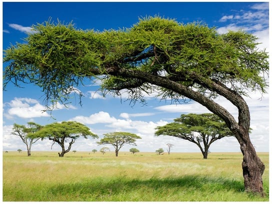 Fototapeta Afrykański pejzaż, 2 elementy, 200x150 cm Oobrazy