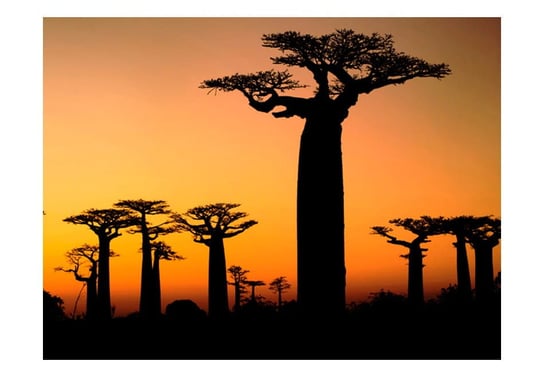 Fototapeta, Afrykańskie baobaby, 200X154 DecoNest
