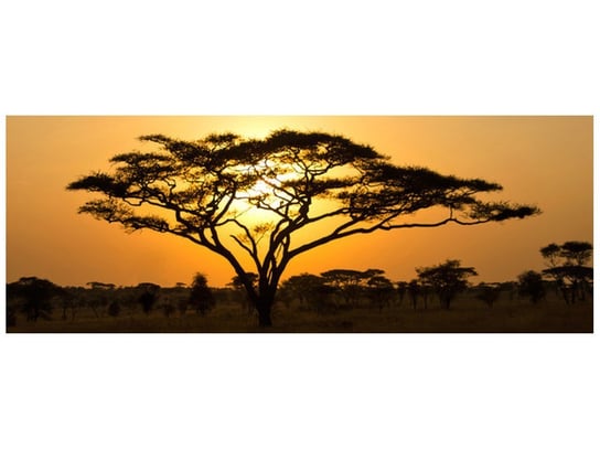 Fototapeta Akacja w Serengeti, 2 elementy, 268x100 cm Oobrazy