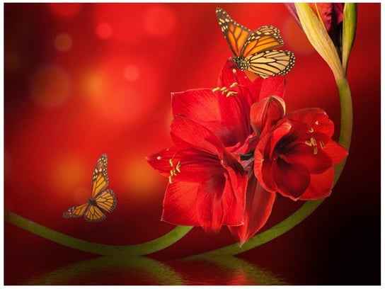 Fototapeta Amarylis i motyle, 2 elementy, 200x150 cm Oobrazy