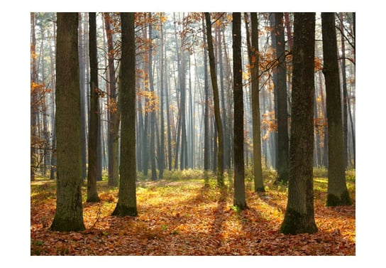Fototapeta, Autumn trees, 200X154 DecoNest