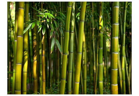 Fototapeta, Azjatycki las bambusowy, 200X154 DecoNest