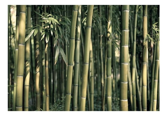 Fototapeta, Bambusowa egzotyka, 150x105 cm DecoNest