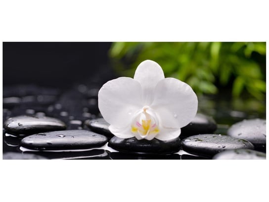Fototapeta, Biała orchidea, 12 elementów, 536x240 cm Oobrazy