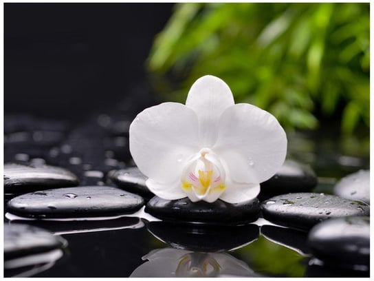 Fototapeta Biała orchidea, 2 elementy, 200x150 cm Oobrazy