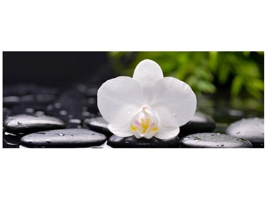 Fototapeta Biała orchidea, 2 elementy, 268x100 cm Oobrazy