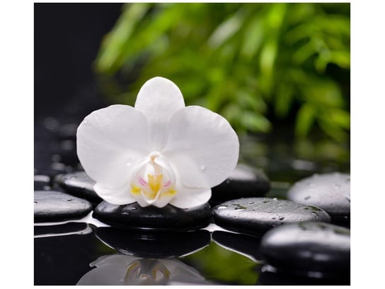 Fototapeta, Biała orchidea, 6 elementów, 268x240 cm Oobrazy