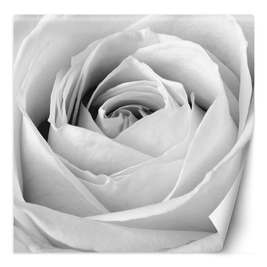 Fototapeta Biała róża w rozkwicie 100x100 Feeby