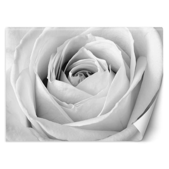 Fototapeta, Biała róża, zbliżenie na pąk 100x70 Feeby