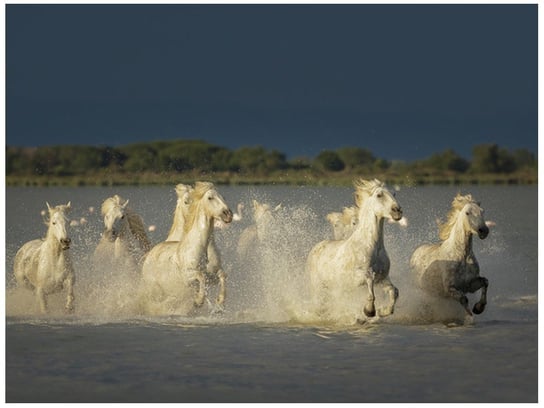 Fototapeta Białe dzikie konie, 2 elementy, 200x150 cm Oobrazy