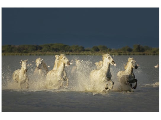 Fototapeta, Białe dzikie konie, 8 elementów, 400x268 cm Oobrazy