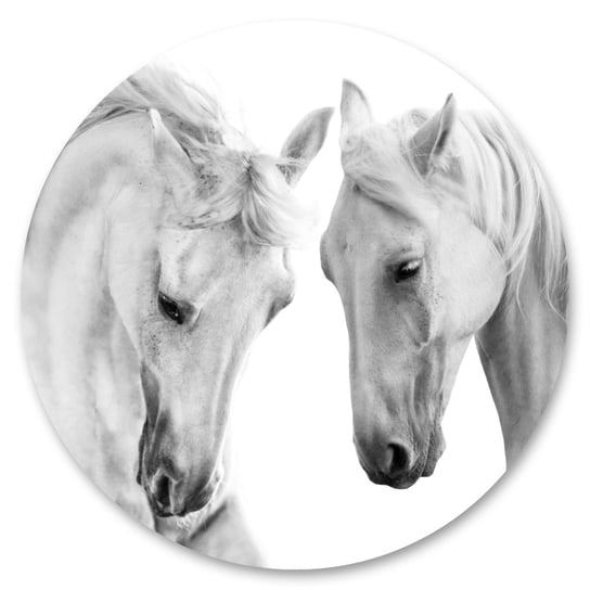 Fototapeta Białe Konie Portret Natura Koło Zwierzęta Ozdoba 100Cm X 100Cm Muralo