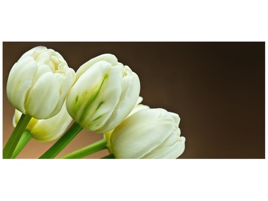 Fototapeta, Białe tulipany, 12 elementów, 536x240 cm Oobrazy